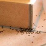Effective Ant Control for Brisbane Warehouses: Understanding Why It is Compulsory to Call a Professional