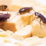 Debunking 7 Common Cockroach Myths